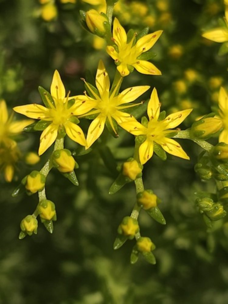 Sedum mexicanum