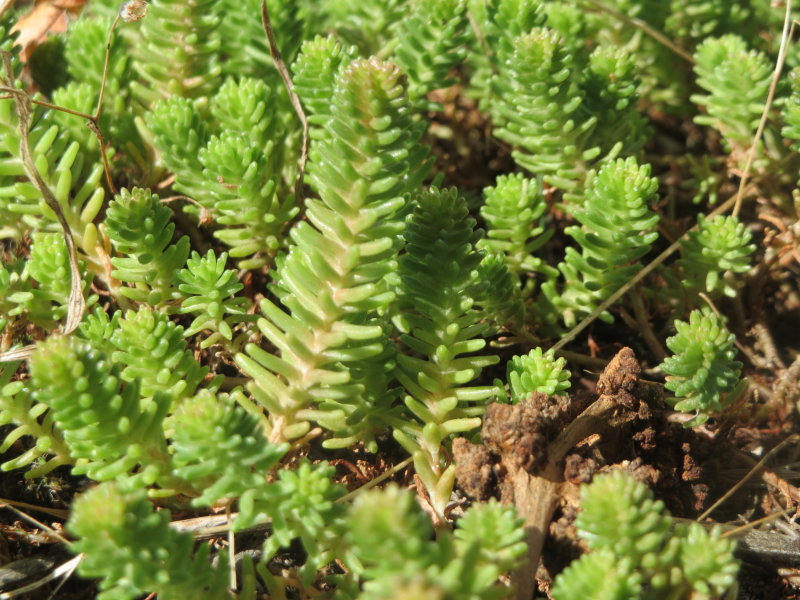 Six-sided Stonecrop