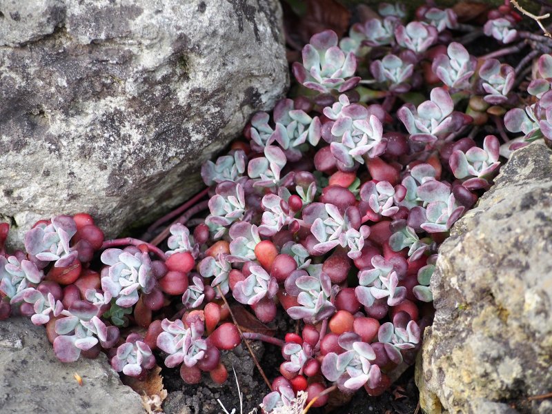 Purple Broadleaf Stonecrop