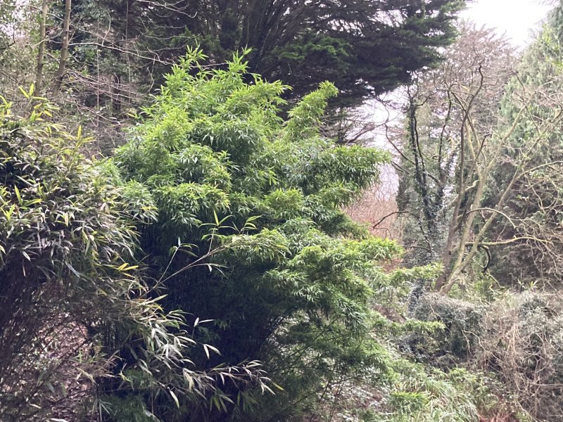 Bamboo Semia. fastuosa viridis