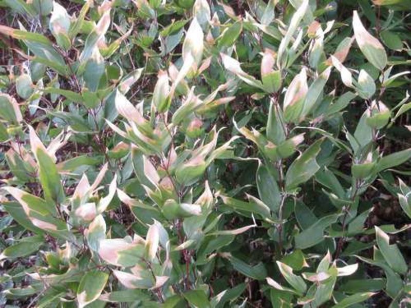 ruscus-leaved bamboo