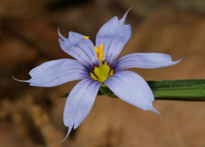 narrow-leaved blue-eyed grass