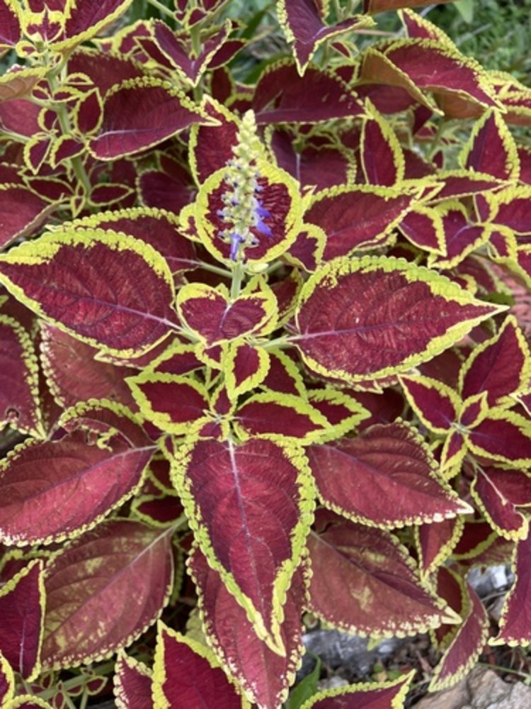 coleus