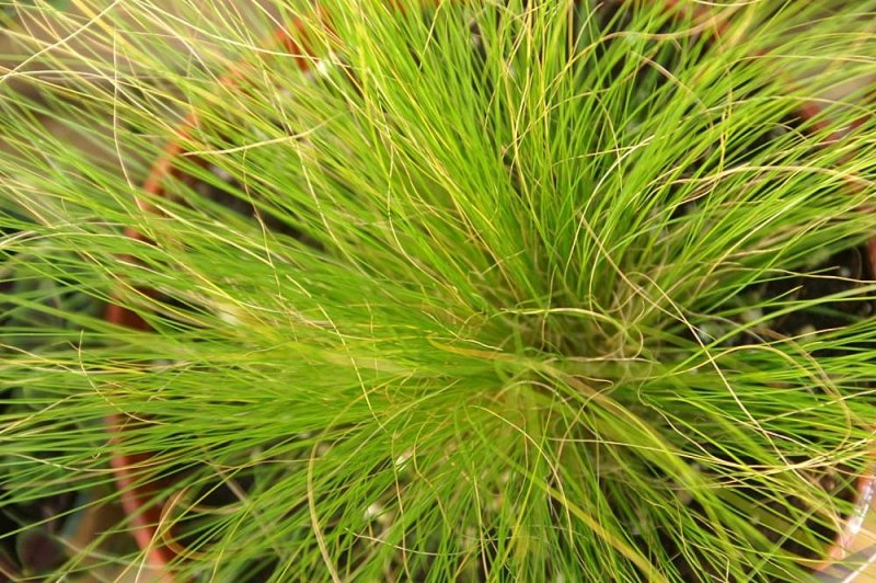Pony Tails grass