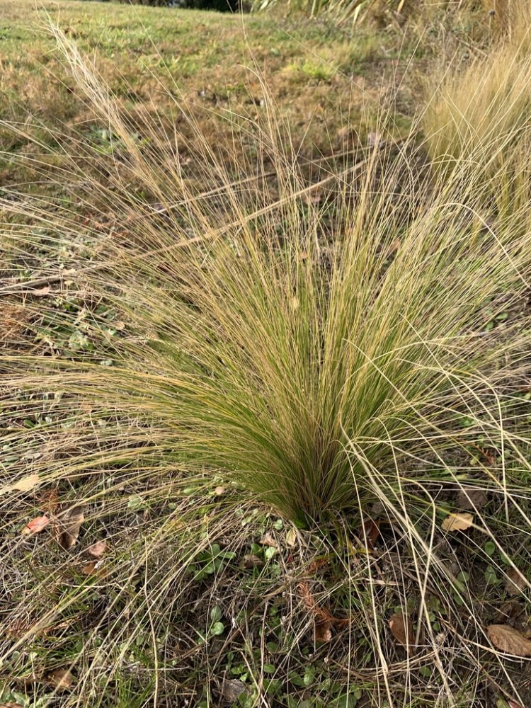 Mexican Feather Grass