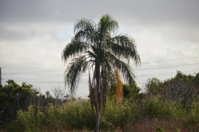 Queen Palm