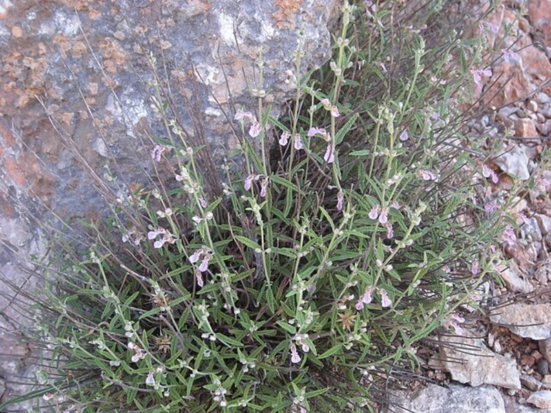 Teucrium asiaticum (Syn. Teucrium lancifolium)