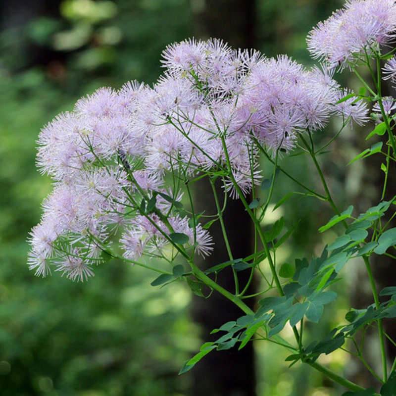 French meadow rue