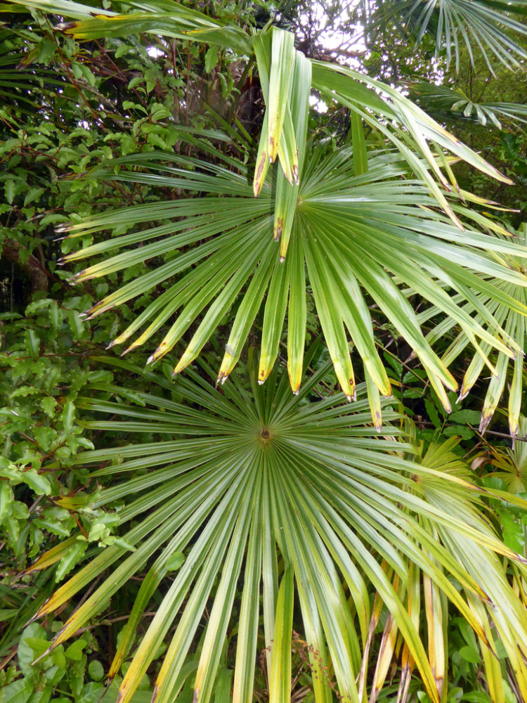 Chinese Windmill Palm