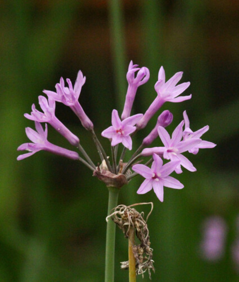 Tulbaghia violacea 'Alba'