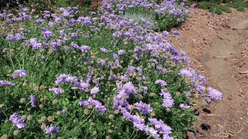Variegated Society Garlic