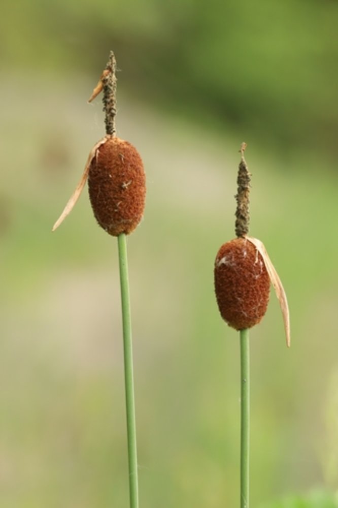 miniature bulrush