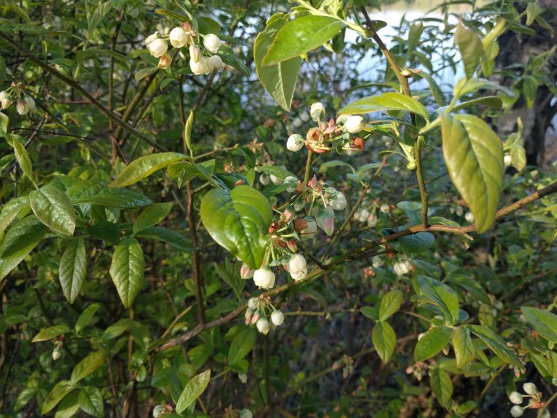 Blueberry Bush 'Jersey'