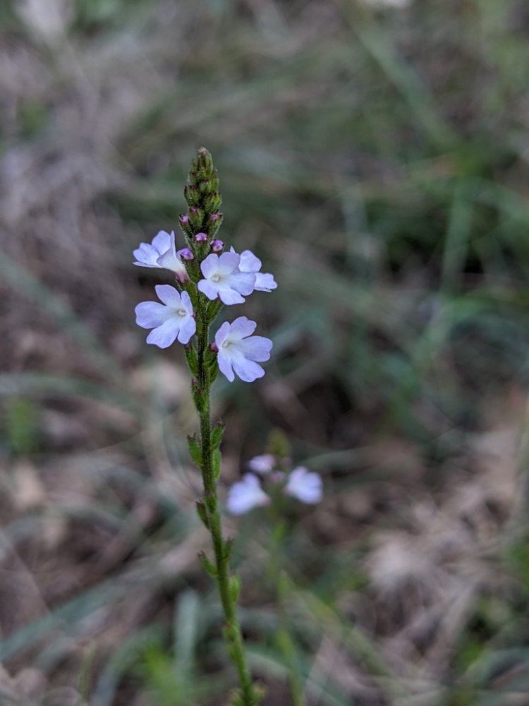 Common Vervain