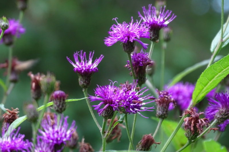 New York ironweed