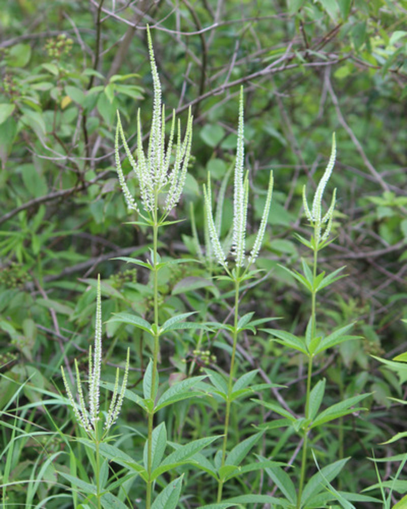 Culver's root