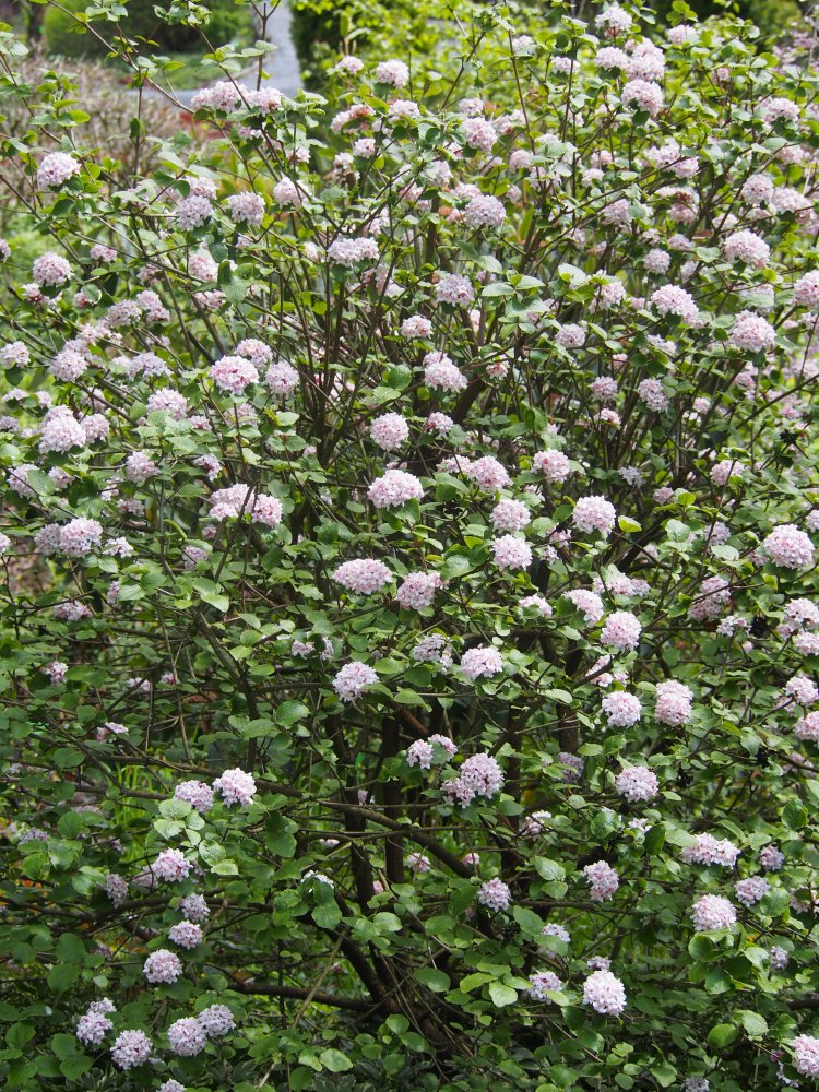 Korean Spice Viburnum 'Aurora'