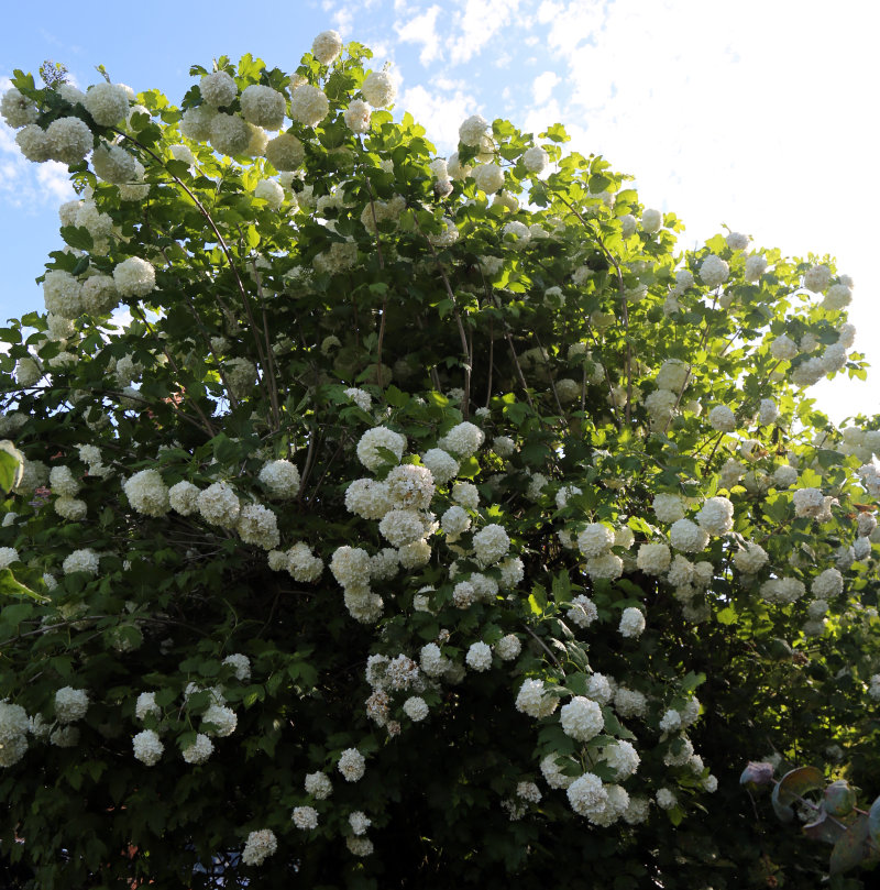 Snowball Tree