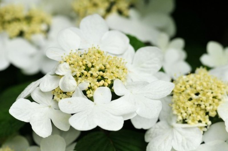 Japanese snowball 'Tennessee'