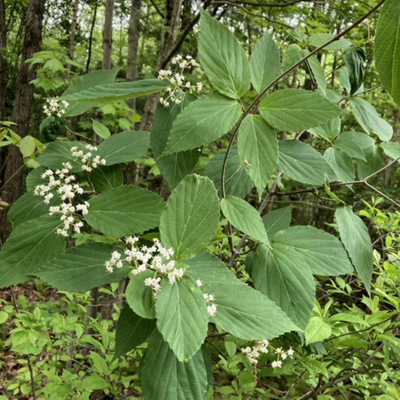 bristly viburnum