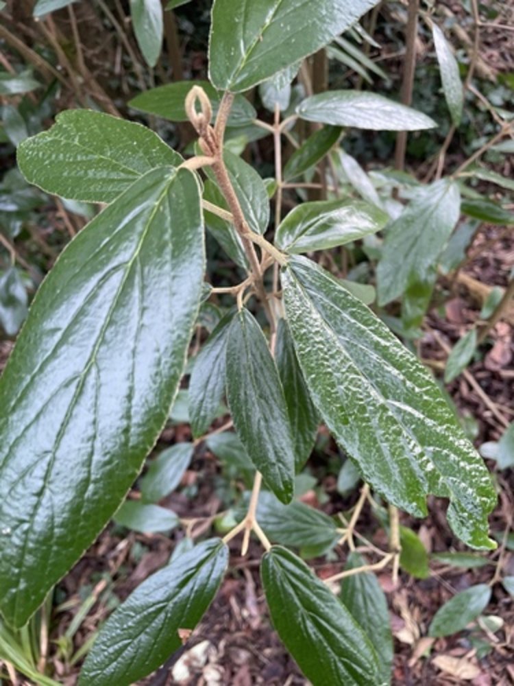 arrowwood 'Pragense'