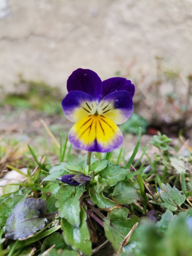 Garden Pansy