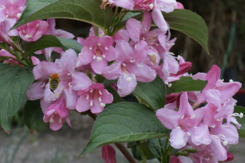 weigela 'Milk and Honey'