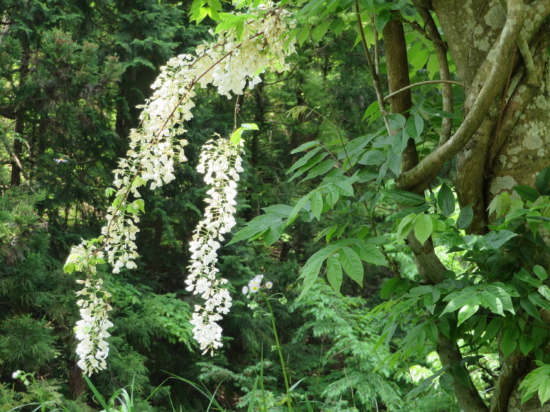 White Wisteria