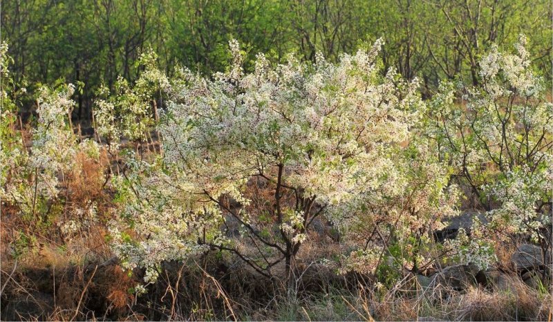 Chinese Flowering Chestnut Yellowhorn