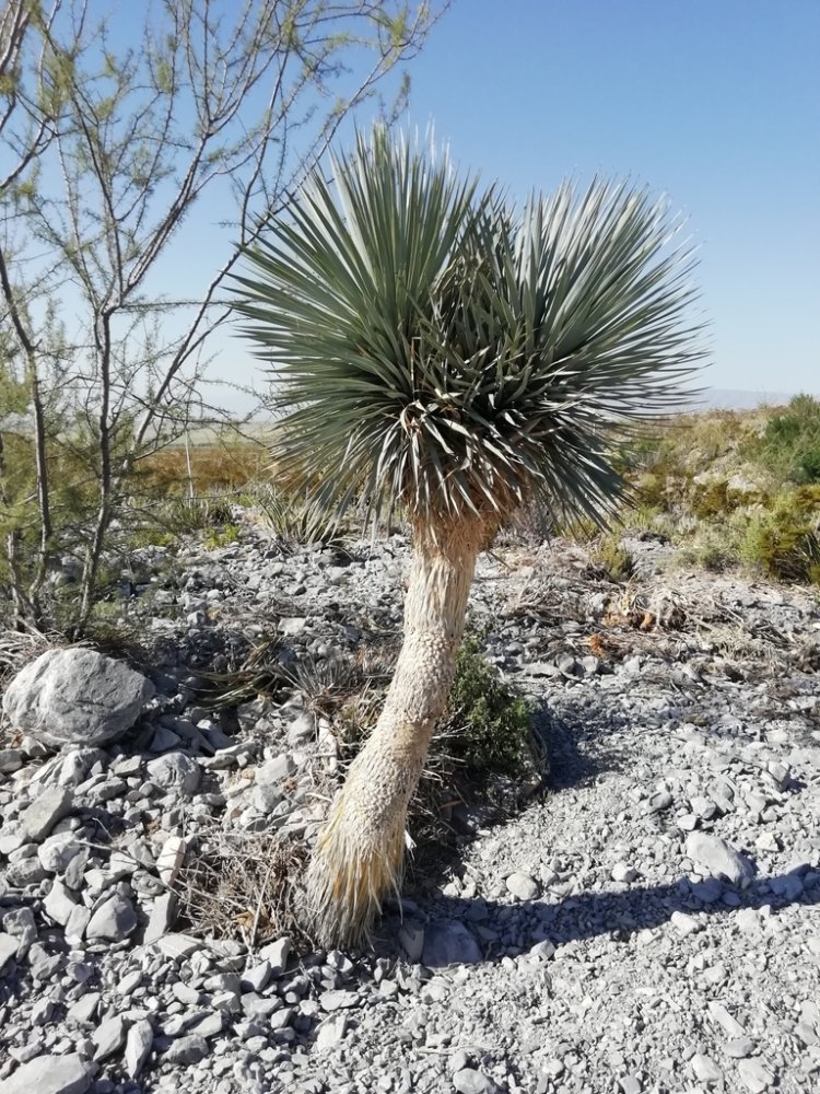 Beaked Yucca