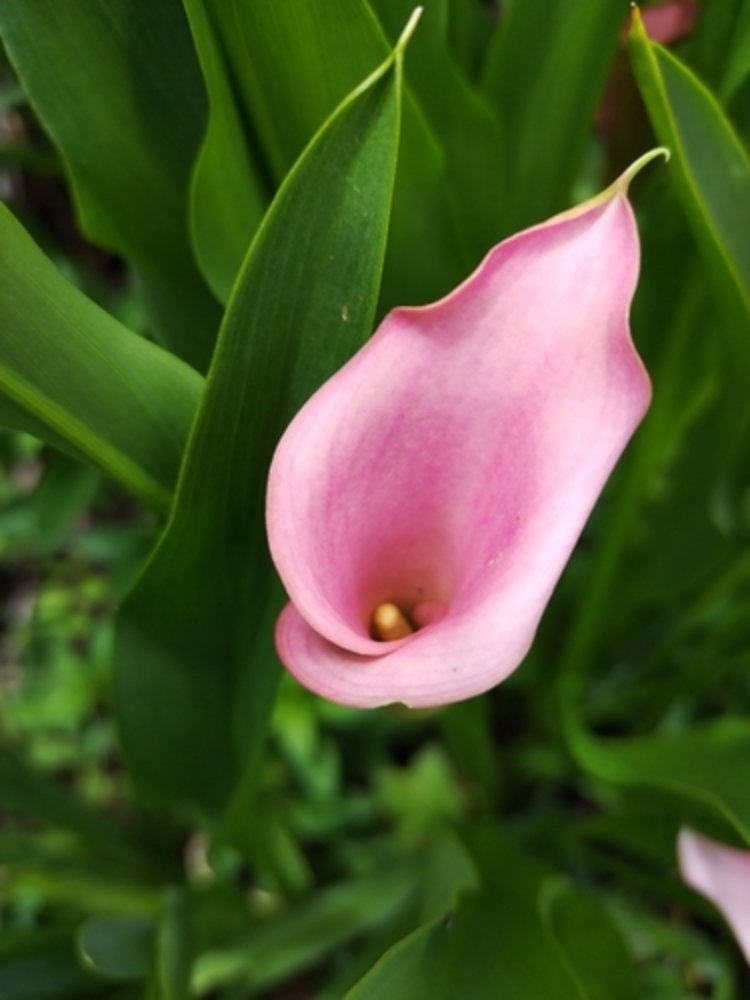 pink calla
