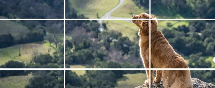 Portrait with subject's eyes placed on the upper-third line, showing rule of thirds applied