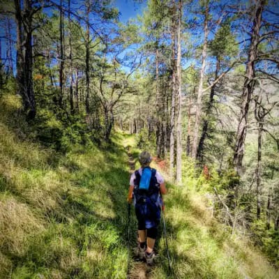 Personne marchant dans la forêts en Roya