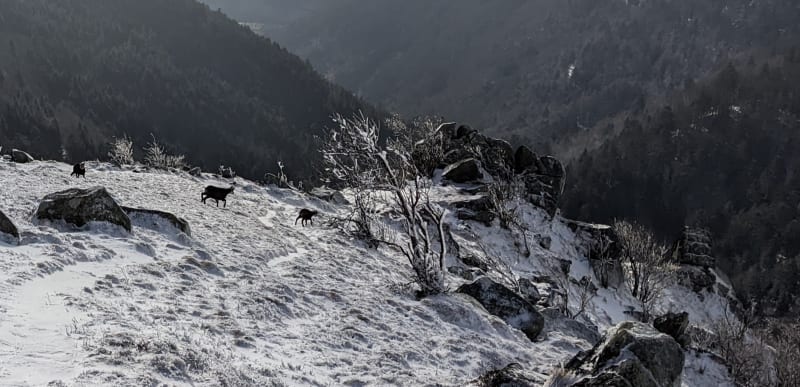 D'autres chamois sont visibles depuis Aussicht avec la Forêt Noire en toile de fond lorsqu'il fait beau