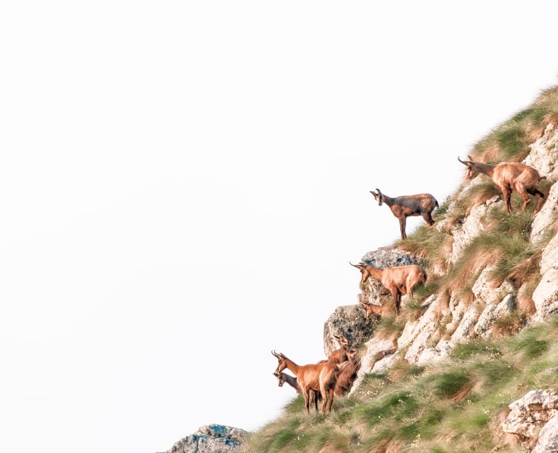 Une horde de chamois