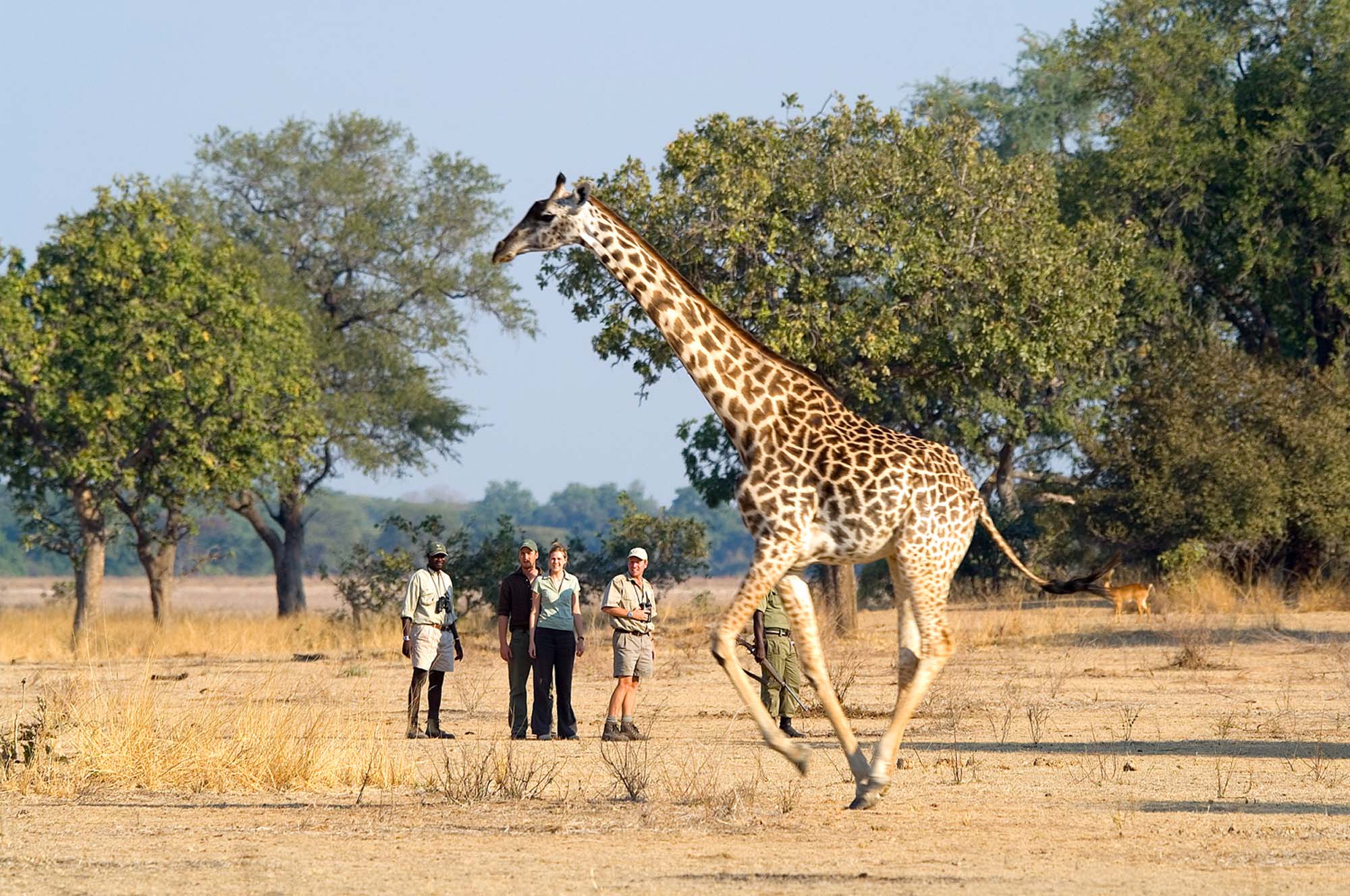 Замбия танзания. Парк Южная Луангва. Замбия сафари. South Luangwa National Park, Zambia. Замбия животные.