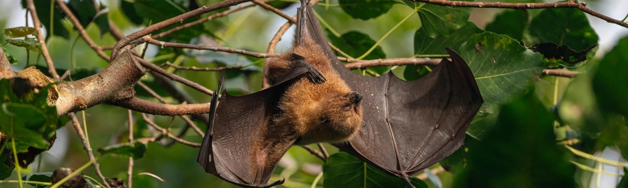 Thermal Imaging Camera Hire for bat surveys