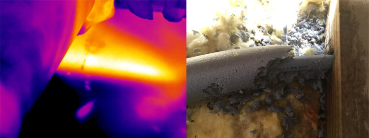chewed pipeleak