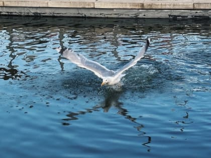 Ученые призвали не уничтожать городских чаек из-за птичьего гриппа в Териберке