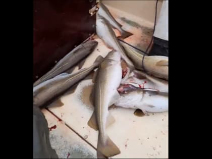 В Европе признали возвращение российского импорта к показателям 2020 года