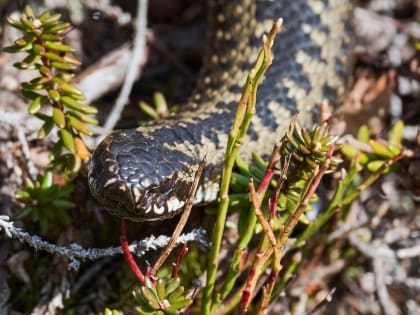 В Мурманской области нашествие змей