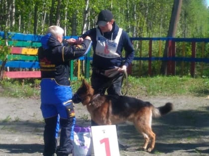 Кинолог  апатитского изолятора с овчаркой Магнатом  стали  чемпионами области