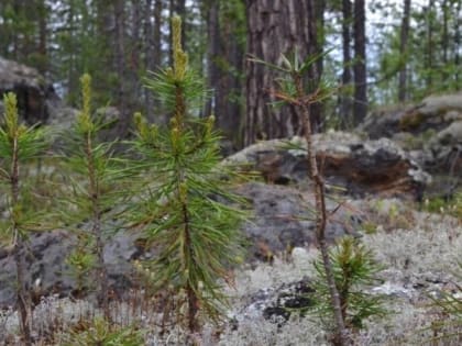 В Мурманске 20 мая введут особый противопожарный режим