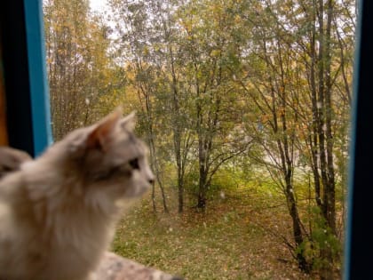 Ночные заморозки ожидают Мурманскую область