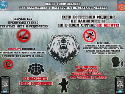 Медведи