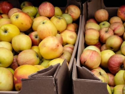 Северянам назвали пять принципов здорового питания