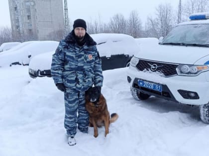 В Мурманской области служебная собака «по горячим следам» привела полицейских к квартире подозреваемого в совершении грабежа
