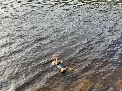 В водоемах Мурманской области находят утопленных собак