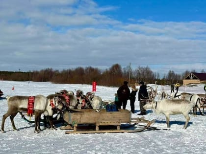 В селе Ловозеро прошли соревнования по национальным видам спорта в рамках открытого районного Праздника Севера и Дня оленевода