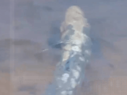 В Мурманской области снова обнаружили больную семгу